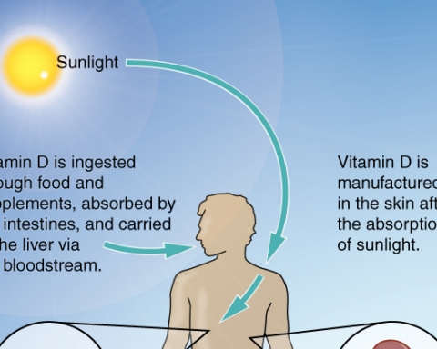 Vitamin D Synthesis in Body