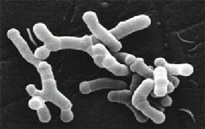 Bifidobacterium